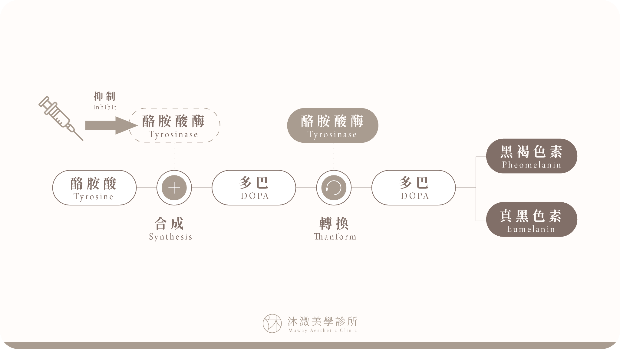 SUNMAX膠原降解產物抑制酪胺酸酶與黑色素生成路徑示意